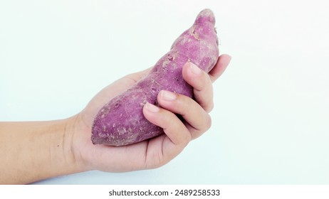 A woman's hand is holding a sweet purple sweet potato on a white background - Powered by Shutterstock