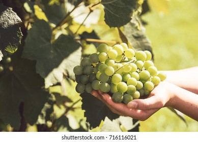 The woman's hand holds a large cluster of grapes during grapes harvest (vintage effect). - Powered by Shutterstock