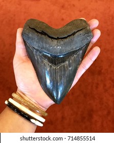A woman's hand holds a large well preserved fossilized Carcharodon megalodon shark tooth specimen.