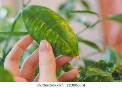 woman's hand holds leaf of homemade citrus plant affected by disease, with brown dry spots, suffering from chlorosis. Deciduous citrus plant lemon grown home in flower pot shedding leaves 