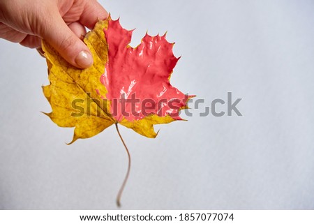 A woman's hand holds a maple leaf painted half coral on a white background.