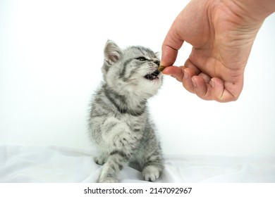 Woman's hand holds out dry food to kitten. Little cute Scottish Straight kitten on white background with copy space. Portrait of an adorable baby pet cat with fur colored in black marble on silver.