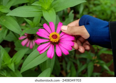 a woman's hand holds a pink zinnia flower - Powered by Shutterstock