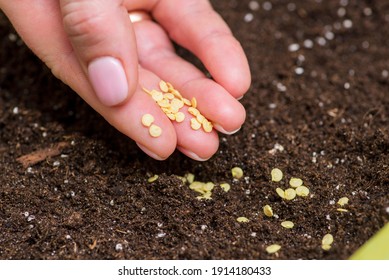 Womans Hand Holds Seeds Of Bell Pepper Ready For Sowing In Container For Seedlings With Soil At Home. Gardening And Botanical Concept.