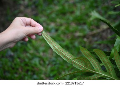 A Woman's Hand Holds Tip Of The Leaf Fern Or Fern Wart To Look For Orange Spores (called Sori) Beautifully Arranged Under The Green Fern Leaves. Turn Over Leaf And Turn It Over To See Spores Beneath.