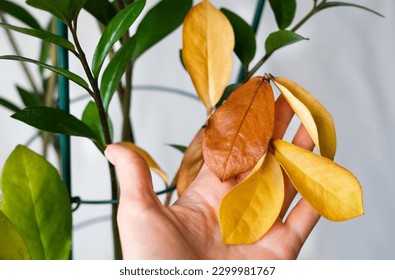 A woman's hand holds a yellowed twig of Zamioculcos. Improper care of houseplants. Close-up. Selective focus. - Powered by Shutterstock