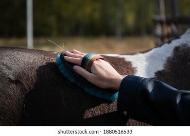 A Woman's Hand In A Leather Jacket Lies On The Horse's Side And Holds A Special Brush For Cleaning.