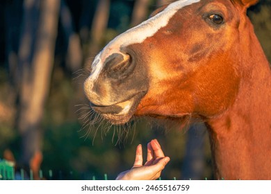 A woman's hand lovingly interacts with a brown horse, showcasing the bond and affection between human and equine. - Powered by Shutterstock