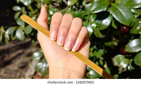 Woman's Hand Natural Long Nails Holding Nail File, Showing Natural Nail Growth