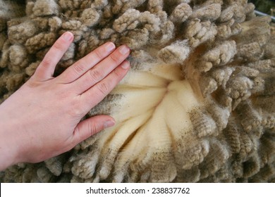 Woman's Hand Over Merino Wool