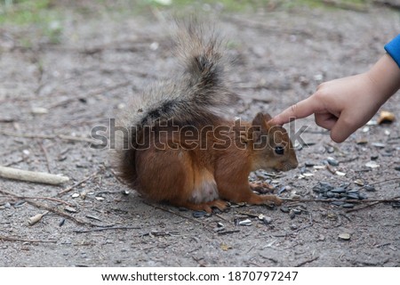 Woman's hand pets little red squirrel