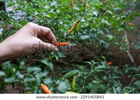a woman's hand is picking chilies in the garden,selective focus