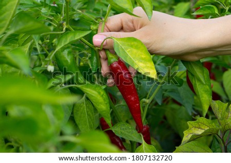 A woman's hand picks off a ripe hot pepper. Chili peppers on the bush.