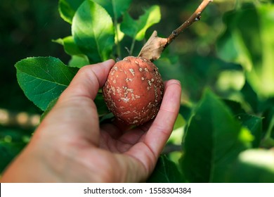 Fruit Rot 图片 库存照片和矢量图 Shutterstock