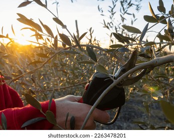 Woman's hand pruning an olive tree with electric scissors at sunset. Agriculture concept. - Powered by Shutterstock