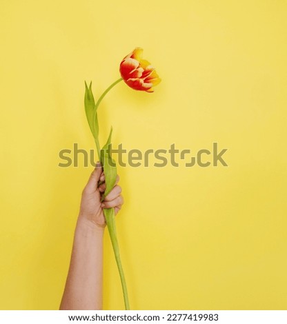A woman's hand raised up and holding a tulip flower on a yellow background. The concept is a symbol of women's freedom and independence.