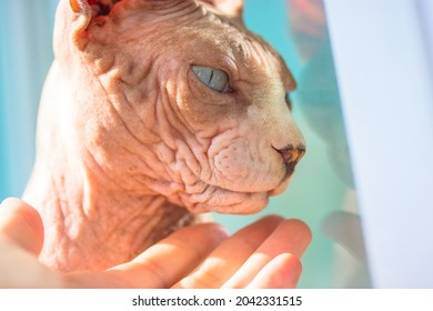 A Woman's Hand Reaches For A Muzzle Of Gray Blue-eyed Beloved Canadian Sphynx Cat. The Owner Is Stroking Feline Animal With Beautiful Blue Eyes. Wrinkled Skin Of Bald Naked Unusual Pet. World Cat Day.