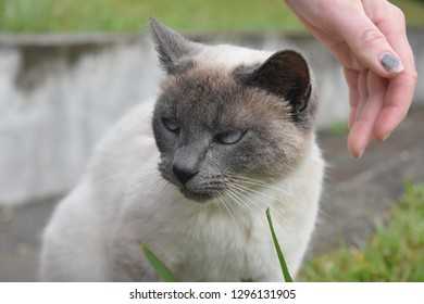 Woman's Hand Reaching Down To Pat A Siamese Cat.