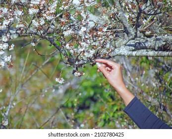 A woman's hand is reaching out to touch the plum blossoms on the tree.