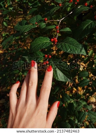 A woman's hand with red nails touches small red berries on a bush
