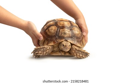 Woman's Hand Is Releasing A Turtle Into The Ground (Centrochelys Sulcata) Isolated On White Background. The Concept Of Releasing Turtles Into Nature