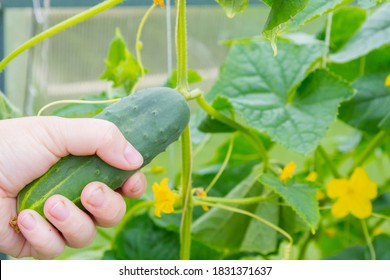 Woman's hand removes a cucumber from a branch in the greenhouse - Shutterstock ID 1831371637
