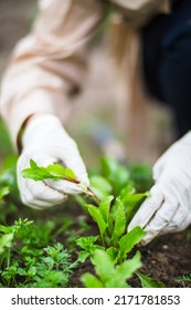 A woman's hand removes weeds. Weed and pest control in the garden. Cultivated land close-up. Agricultural plant growing in the garden.