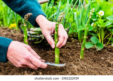 Woman's hand shear green asparagus in the garden.