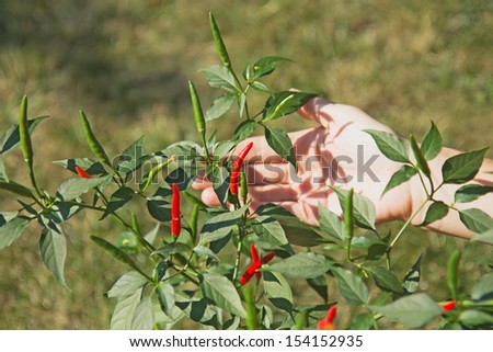 Woman's hand showing chili peppers grown at home.