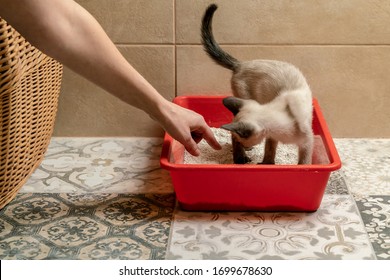 the woman's hand shows where the Siamese cat should go to the cat's toilet