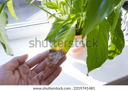 A woman's hand shows a yellowed leaf of a spathiphyllum houseplant. Home plant care concept. Hobby, home gardening. Diseases of house plants.