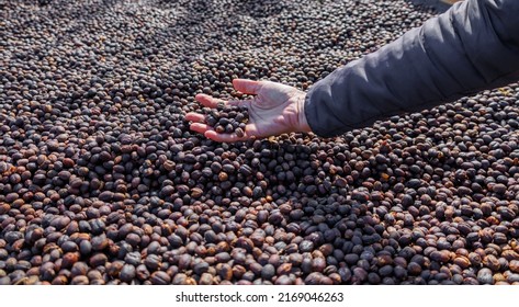 Womans Hand Sorting Dried Coffee Beans Stock Photo 2169046263 