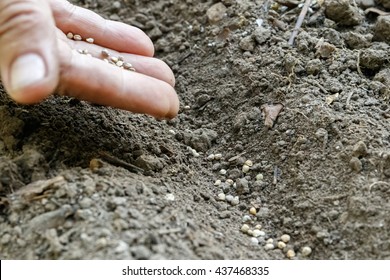 A Woman's Hand Sowing Carrot Seeds In The Garden