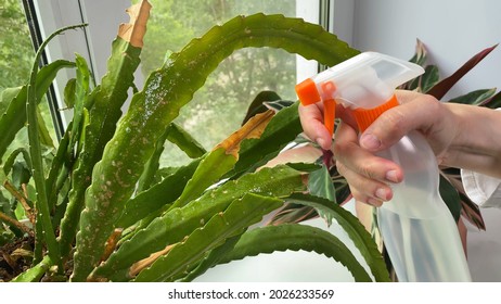 Woman's hand sprays cactus Schlumbergera in flower pot. Spraying potted flowers on windowsill. Houseplant care. - Powered by Shutterstock