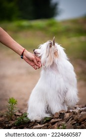 A woman's hand strokes the chin of a chinese crested dog in the summer outside on pebbles - Shutterstock ID 2224660587