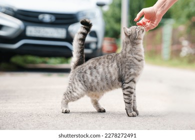 A woman's hand strokes a street cat outside in summer