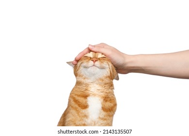 woman's hand stroking a ginger cat on Isolated white background - Shutterstock ID 2143135507