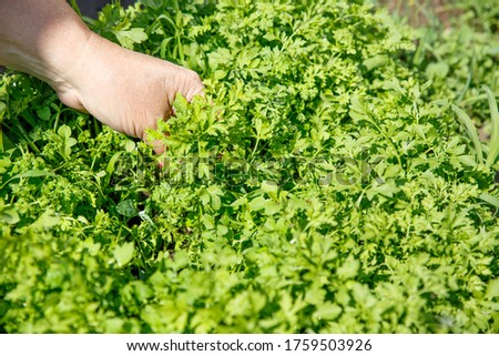 A woman's hand is tearing up cress greens. Collecting fresh herbs in the garden. Concept of agriculture, eco - friendly cultivation of plants in the garden and vegetable garden