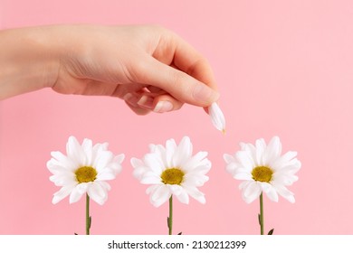 A woman's hand tears the petals from the chamomile flowers. Pink background. The concept of fortune telling and falling in love. - Shutterstock ID 2130212399
