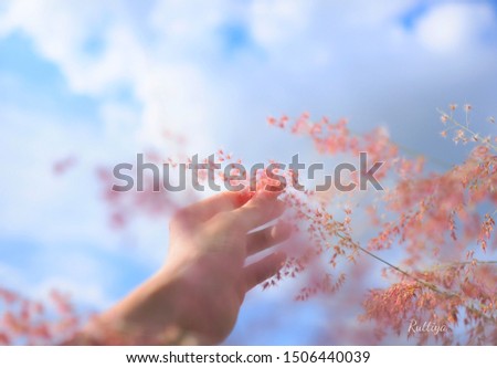 Woman's hand touch the grass in field at sunset sky background,Relaxing in pink flower a meadow in the summer sky background,spring time,Poaceae 
 grass flowers field,