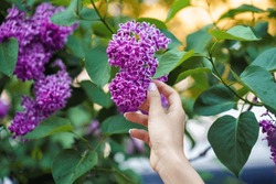 A Woman's Hand Touches A Bunch Of Blooming Lilacs Syringa Vulgaris Sensation.