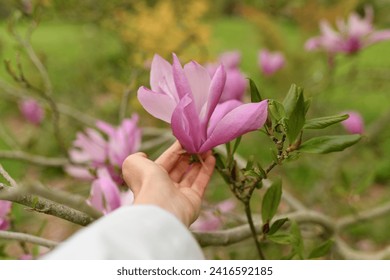 A woman's hand touches a magnolia flower on a tree - Powered by Shutterstock