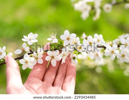 A woman's hand touching blossoming tree branch. Spring background. Banner. Selective focus.
