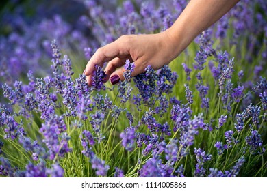 Womans Hand Touching Lavender Feeling Nature Stock Photo 1114005866 ...
