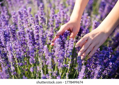 woman's hand touching lavender, feeling nature - Powered by Shutterstock