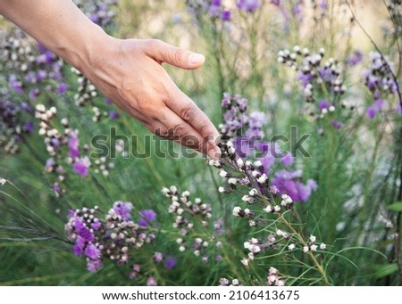 woman's hand touching violet flowers in the field transmitting tranquility and peace
