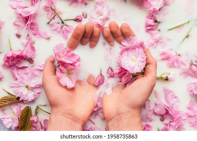 Woman's hands in a bath with milk and cherry flowers. Concept of purity, freshness, body care, natural cosmetics. Top view, flat lay.