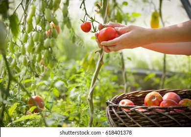 woman's hands harvesting fresh organic tomatoes in her garden on a sunny day. Farmer Picking Tomatoes. Vegetable Growing. Gardening concept