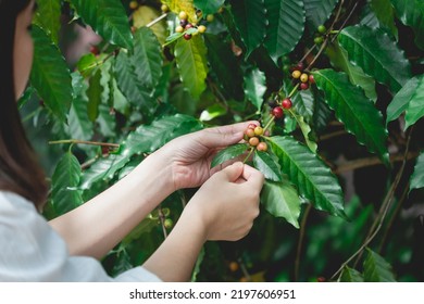 Woman's hands harvesting ripe Red coffee bean berry plant fresh seed coffee tree growth green eco organic farm. Red ripe seed robusta arabica berries harvest coffee garden. Coffee bean tree concept.