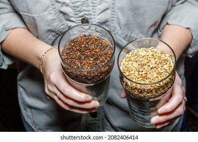 The Woman's Hands Hold Malt For Light And Dark Beer In Glass Glasses. The Concept Of Brewing.